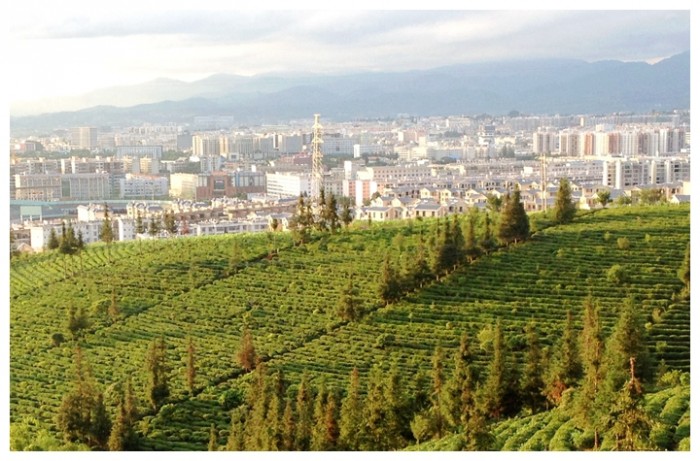 茶城新貌 郑帅 摄影.jpg 茶城新貌 郑帅 摄影.jpg