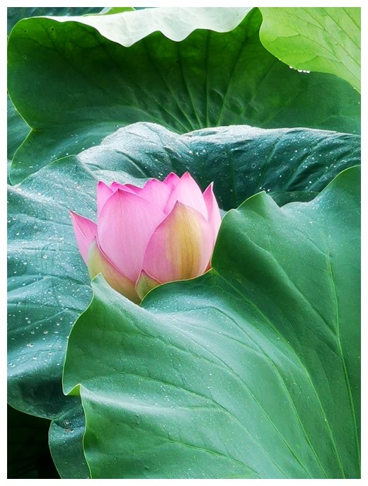 绿叶荷花 郑桂华 摄影.jpg 绿叶荷花 郑桂华 摄影.jpg