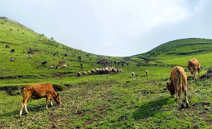 风吹草低见牛羊 张茂焕_副本.jpg