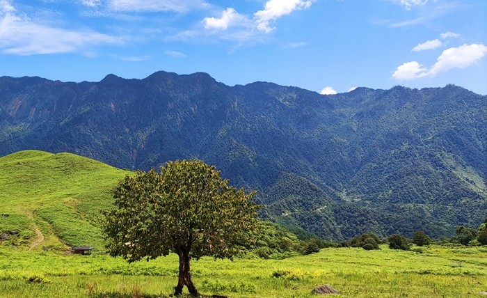 黑竹沟·夏 袁媛_副本.jpg