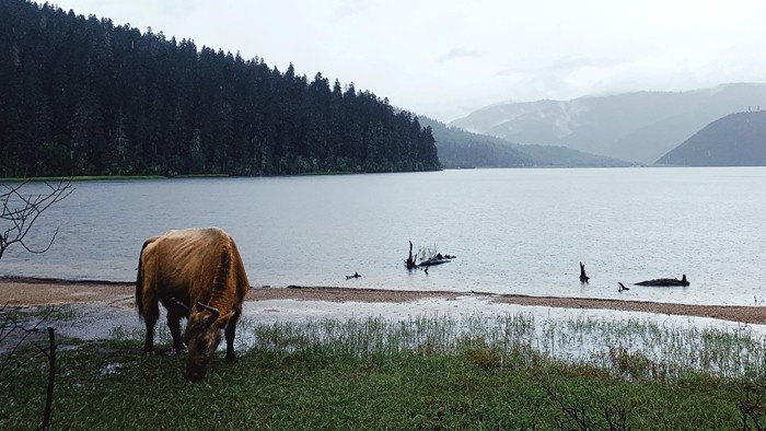 牧牛 王增辉_副本.jpg
